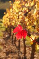 Beaujolais 