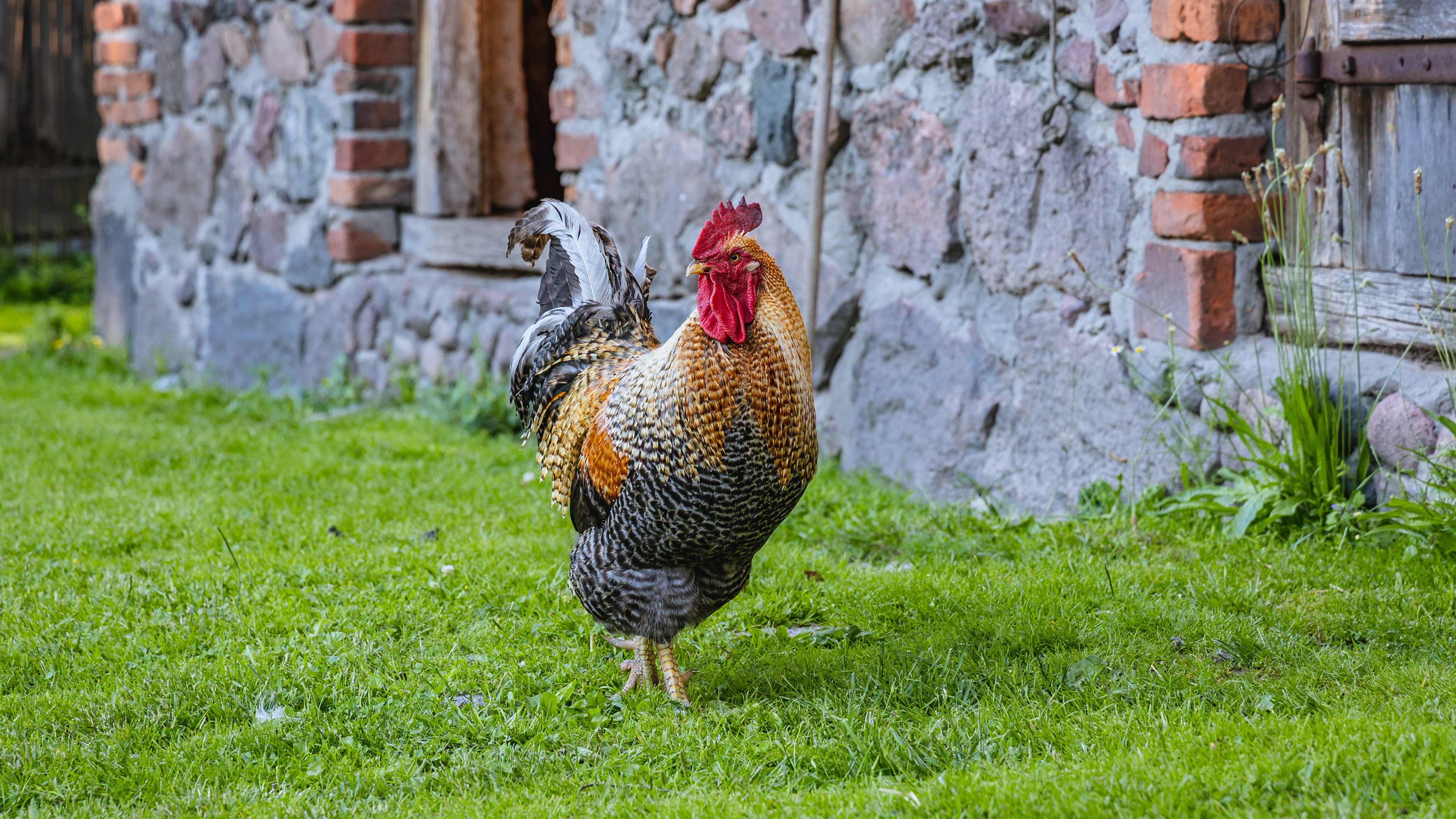 KSeF dla rolników – rewolucja, która zapuka do gospodarstw w 2026 roku