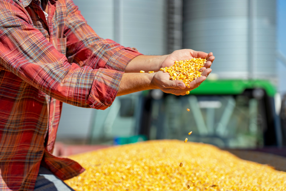 Pomoc krajowa dla producentÃ³w pszenicy lub kukurydzy â€“ zmiana przepisÃ³w