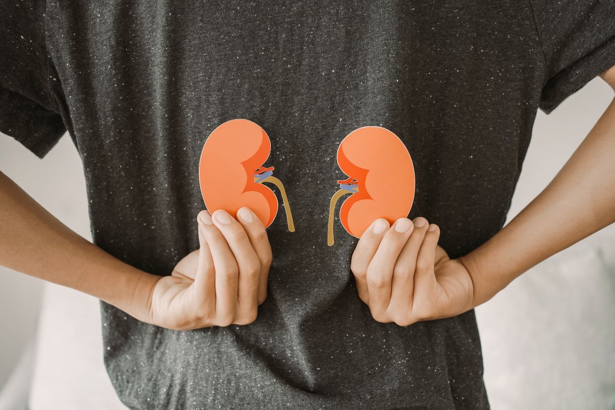 Nerki: Nowy mechanizm regulacji reniny – przełomowe odkrycie dla nefrologii