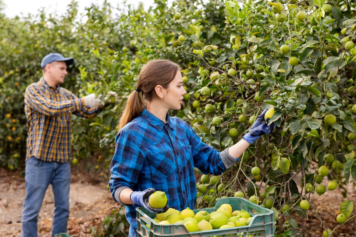 Praca sezonowa 2025 r.: co, gdzie, jak i ile?