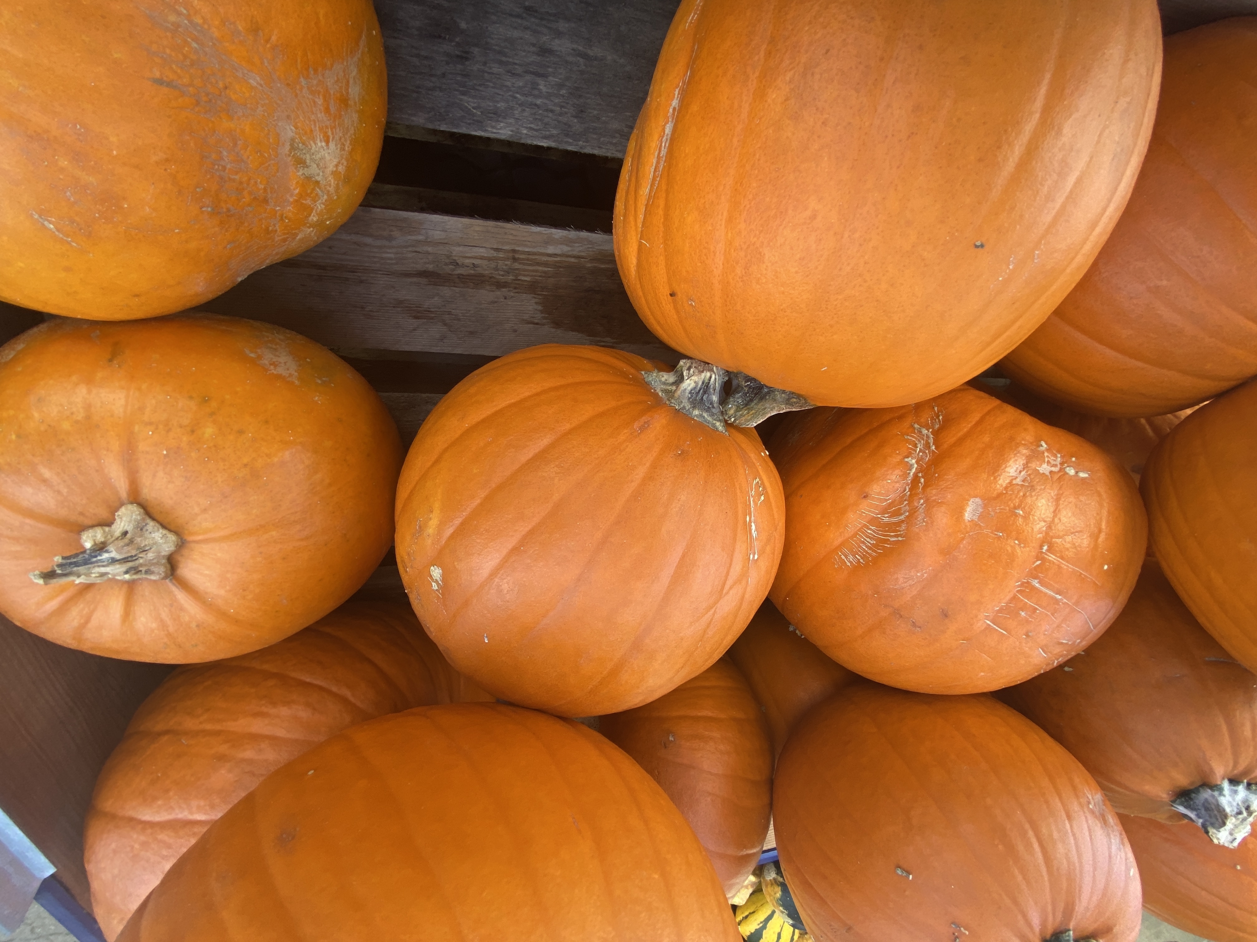 Marnowanie dyni w Halloween to absurd. Dynia to żywieniowy skarb pełen witamin i innych cennych składników odżywczych!