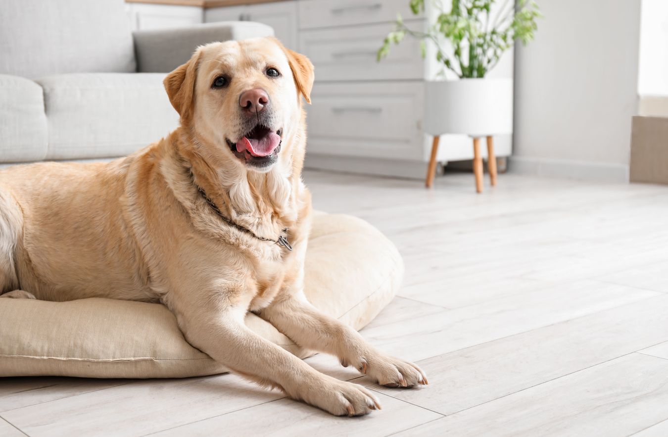 dogoterapia pies zdrowie psychiczne leczenie depresji terapia ze zwierzętami schizofrenia zaburzenia lękowe Centrum Zdrowia Psychicznego Chorzów labrador terapeutyczny ADHD u dorosłych zaburzenia ze spektrum autyzmu labrador