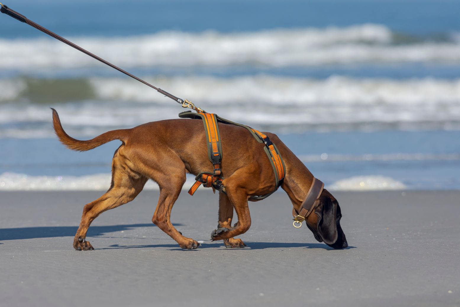Zakaz wprowadzania psów na plaże niezgodny z prawem. Ale nie można psów puszczać wolno – trzeba prowadzić na smyczy i po nich sprzątać