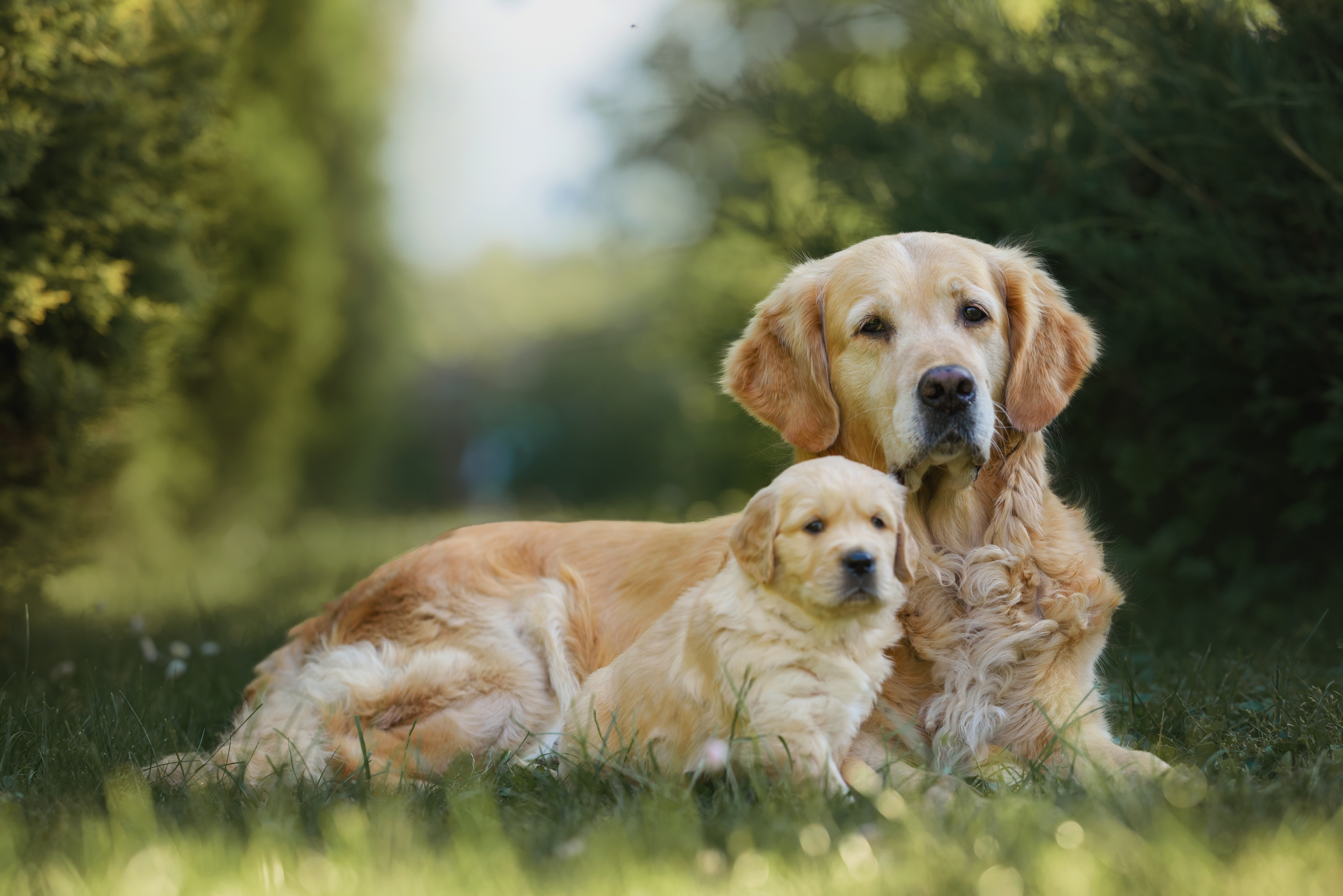 pies hodowla szczeniak dog parenting psy jak dzieci opieka nad psem zdrowie zwierząt humanizacja zwierząt relacja człowiek pies dzietność zdrowie psychiczne samotność etologia rozwój społeczeństw antropomorfizacja zwierzęta domowe