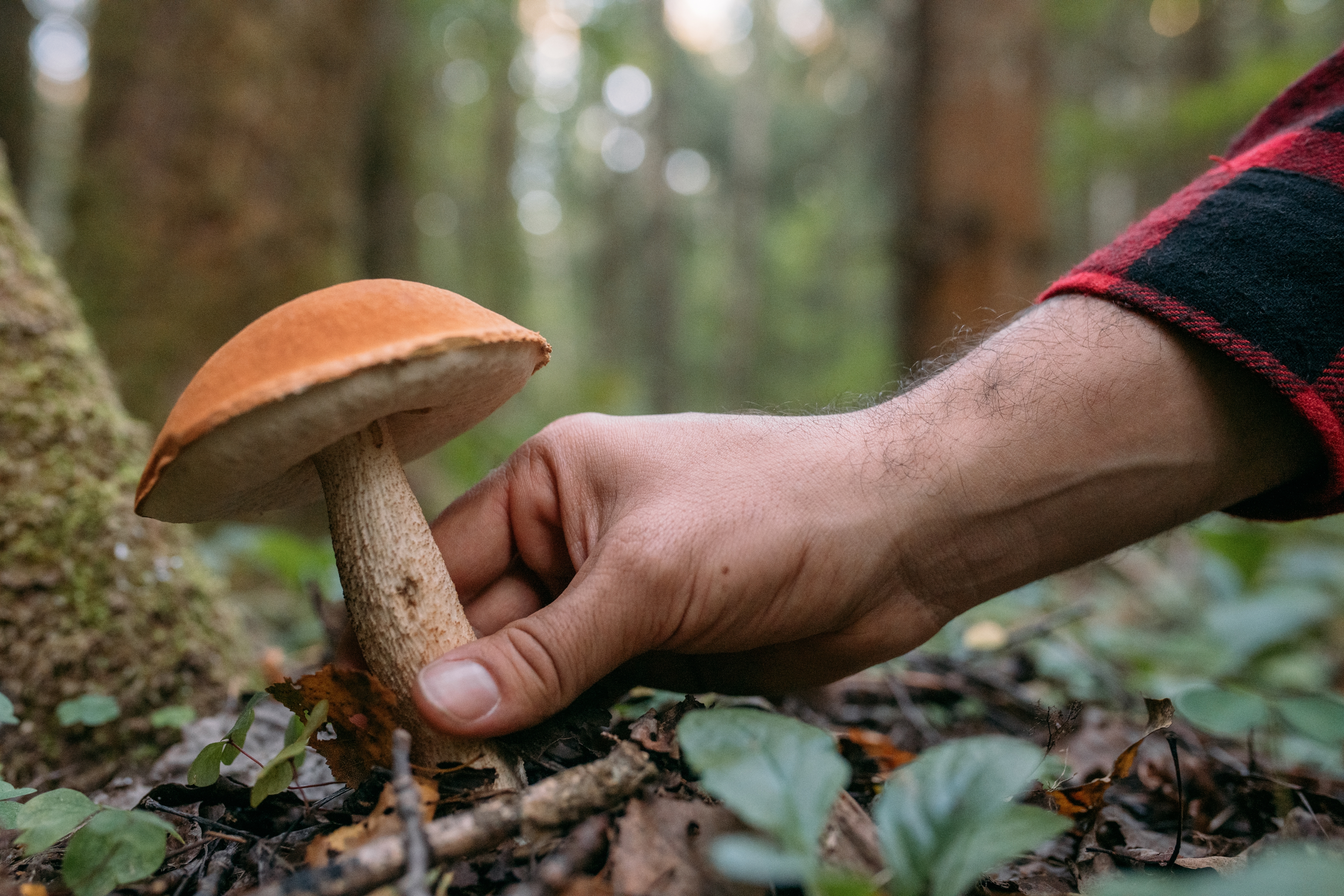 robaki w grzybach robaczywe grzyby jadalne borowiki z robakami czy robaczywe grzyby są trujące larwy w grzybach zdrowie i grzyby przepisy na grzyby podgrzybki