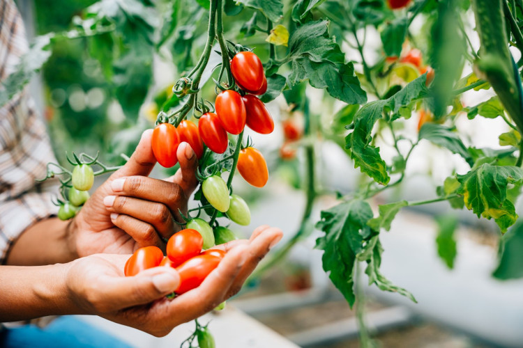Ministerstwo Finansów wyjaśniło kiedy rolnicy powinni płacić VAT od tzw. samozbiorów