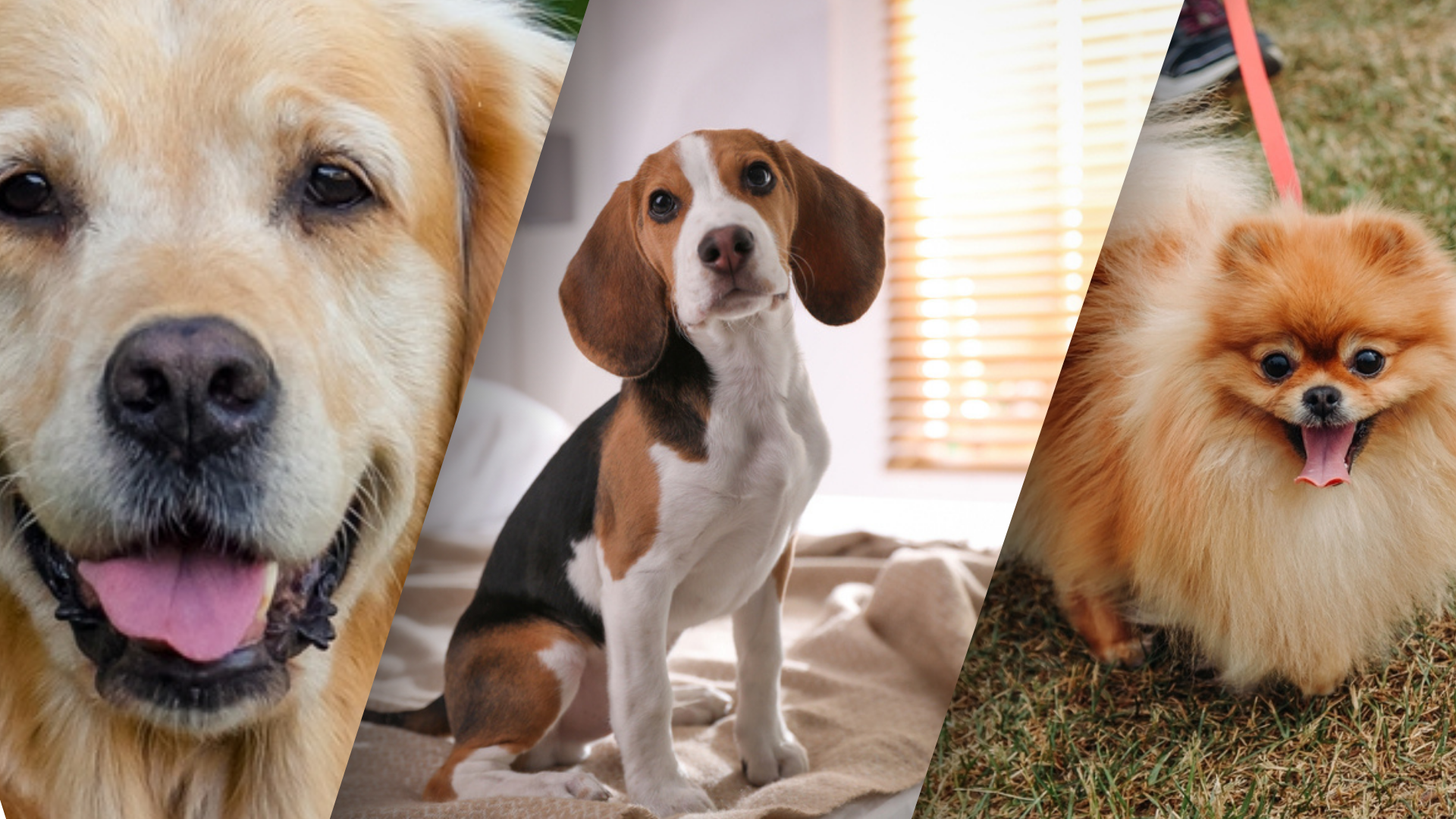 Pies w galerii handlowej? Polacy są podzieleni, ale trend rośnie – zakupy z czworonogiem stają się codziennością