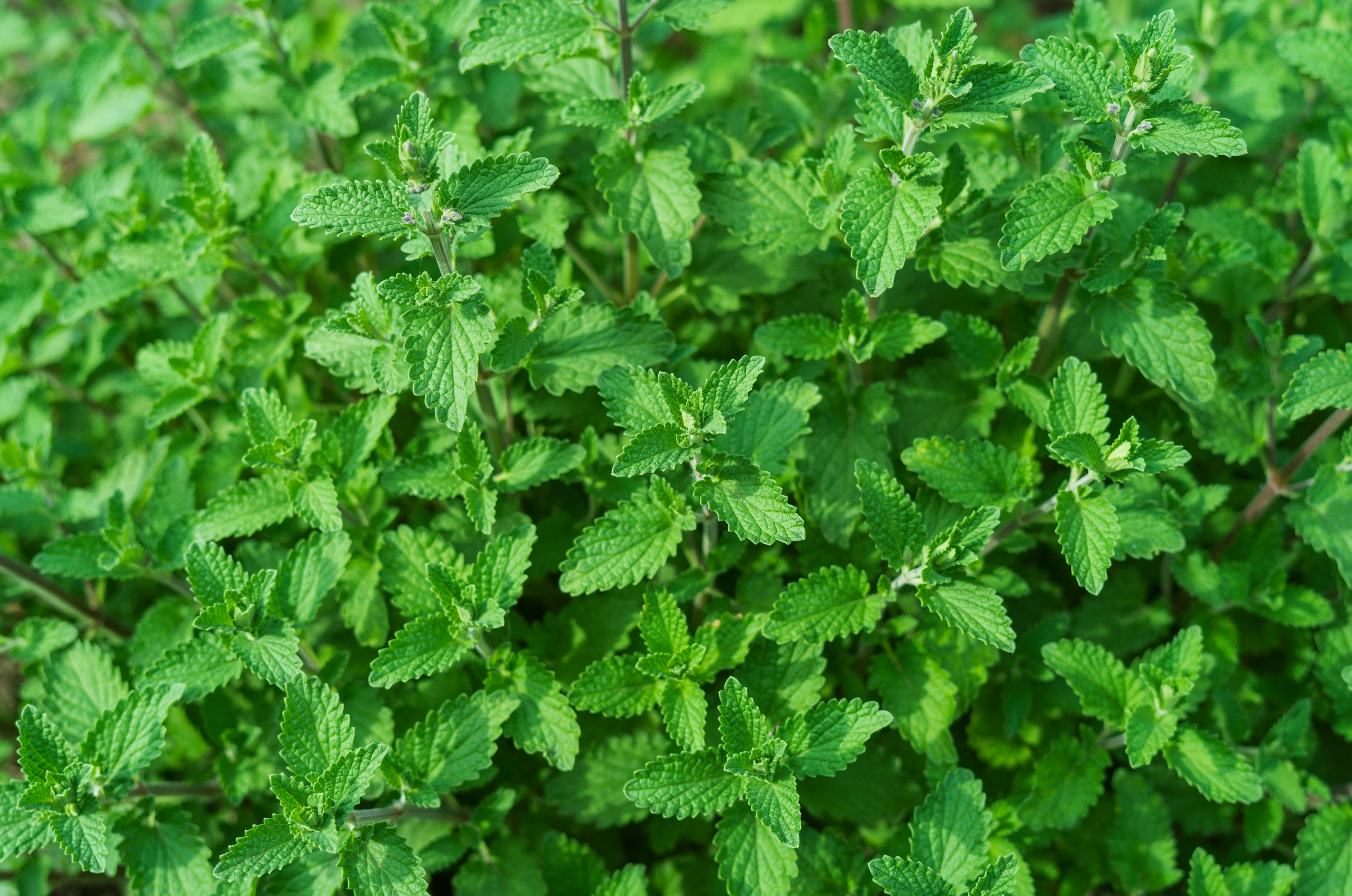 Lemon,Balm,,Melissa,Officinalis,On,Garden,Background