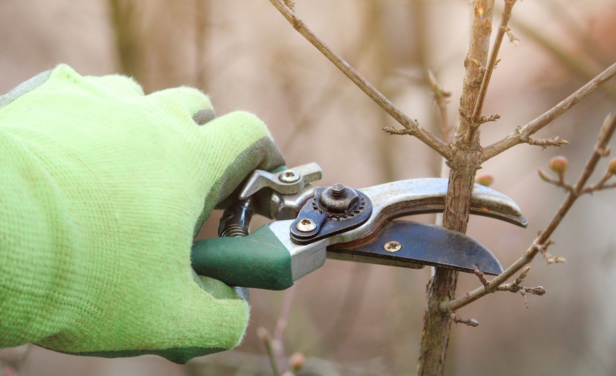 Wysoka kara za nadmierne przycinanie gałęzi [Wyrok NSA]