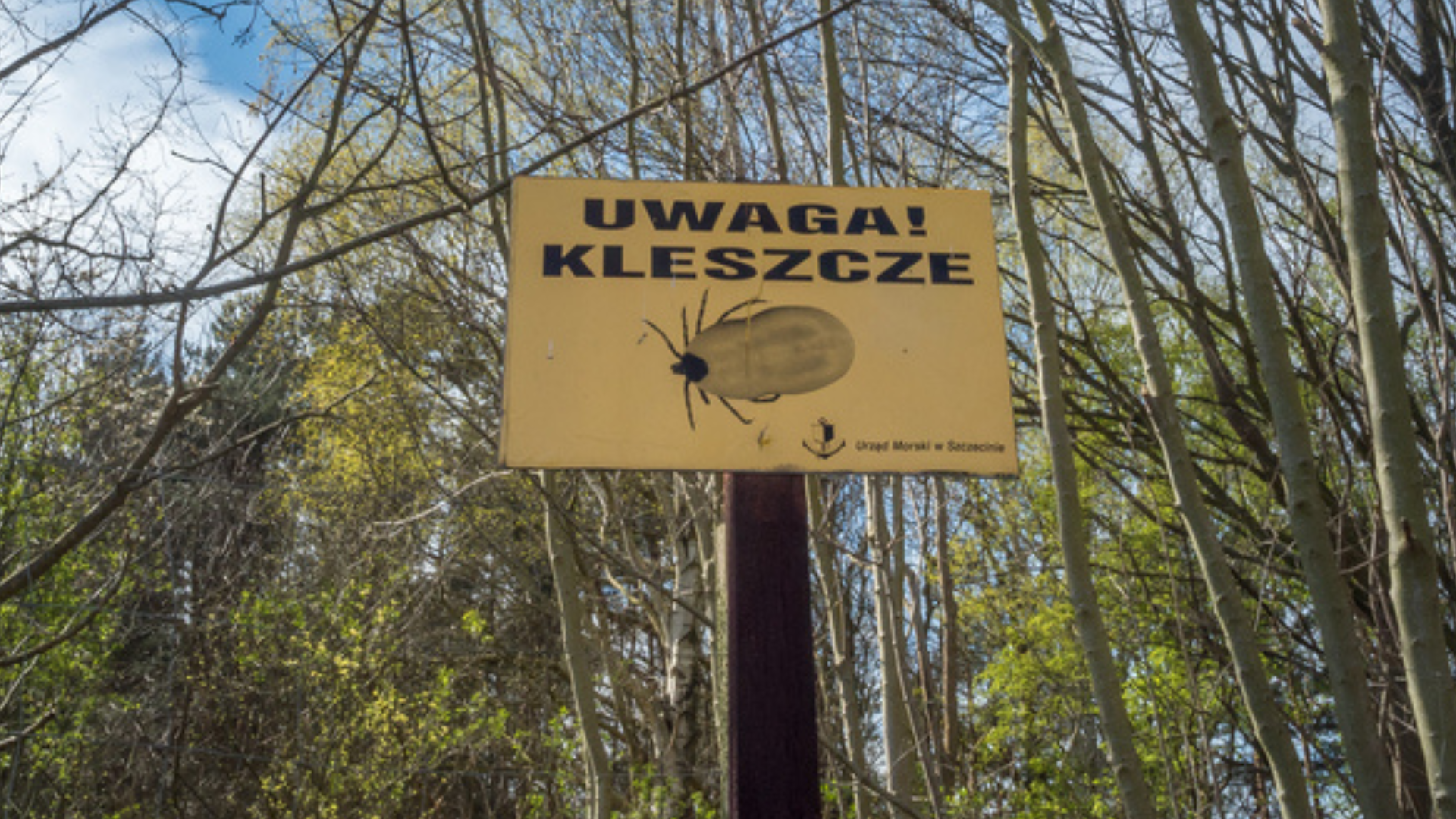 Koty przenoszą kleszcze do domów. Weterynarz ostrzega: zagrożenie bardziej dotyczy ludzi niż zwierząt