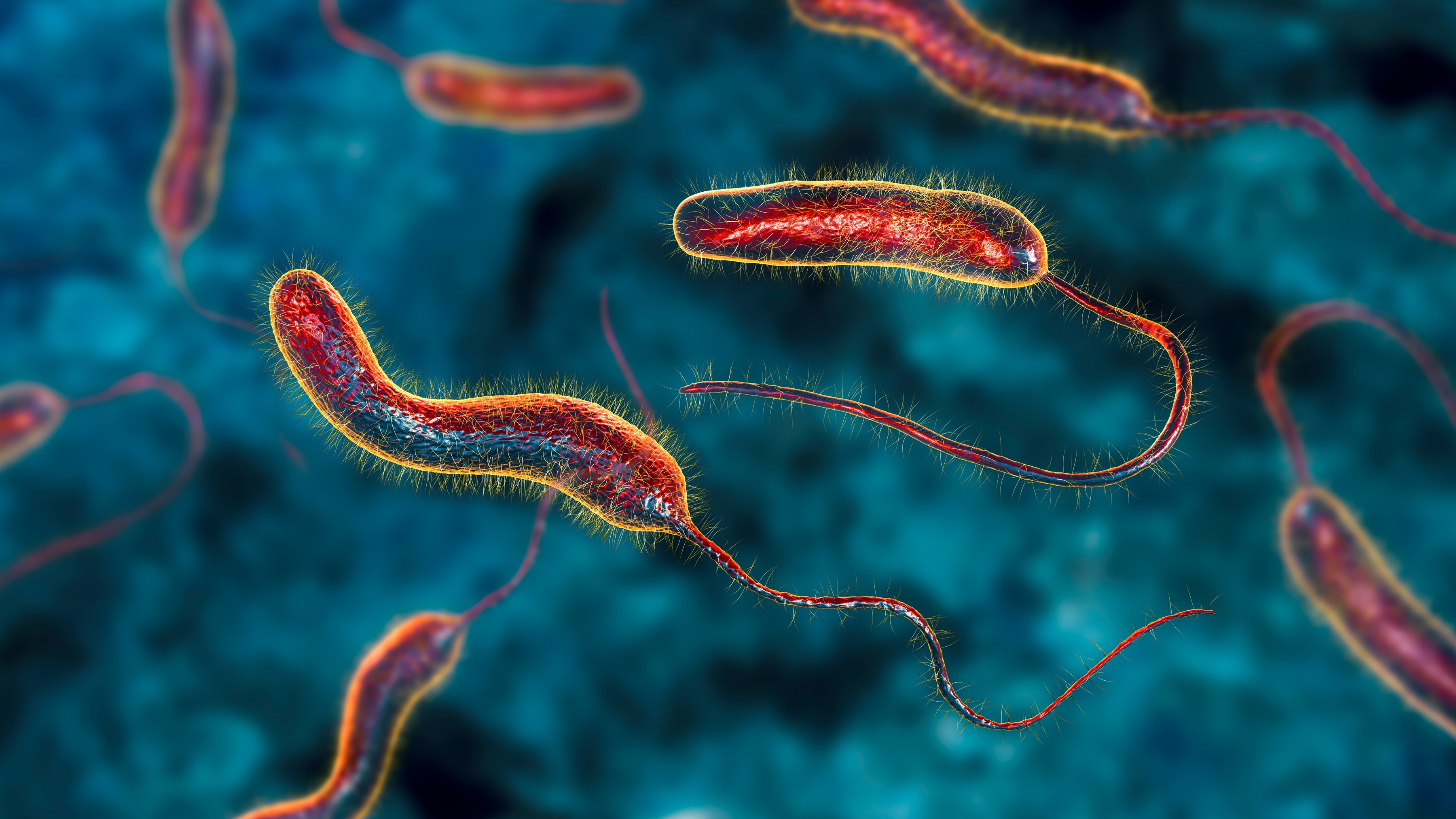 cholera