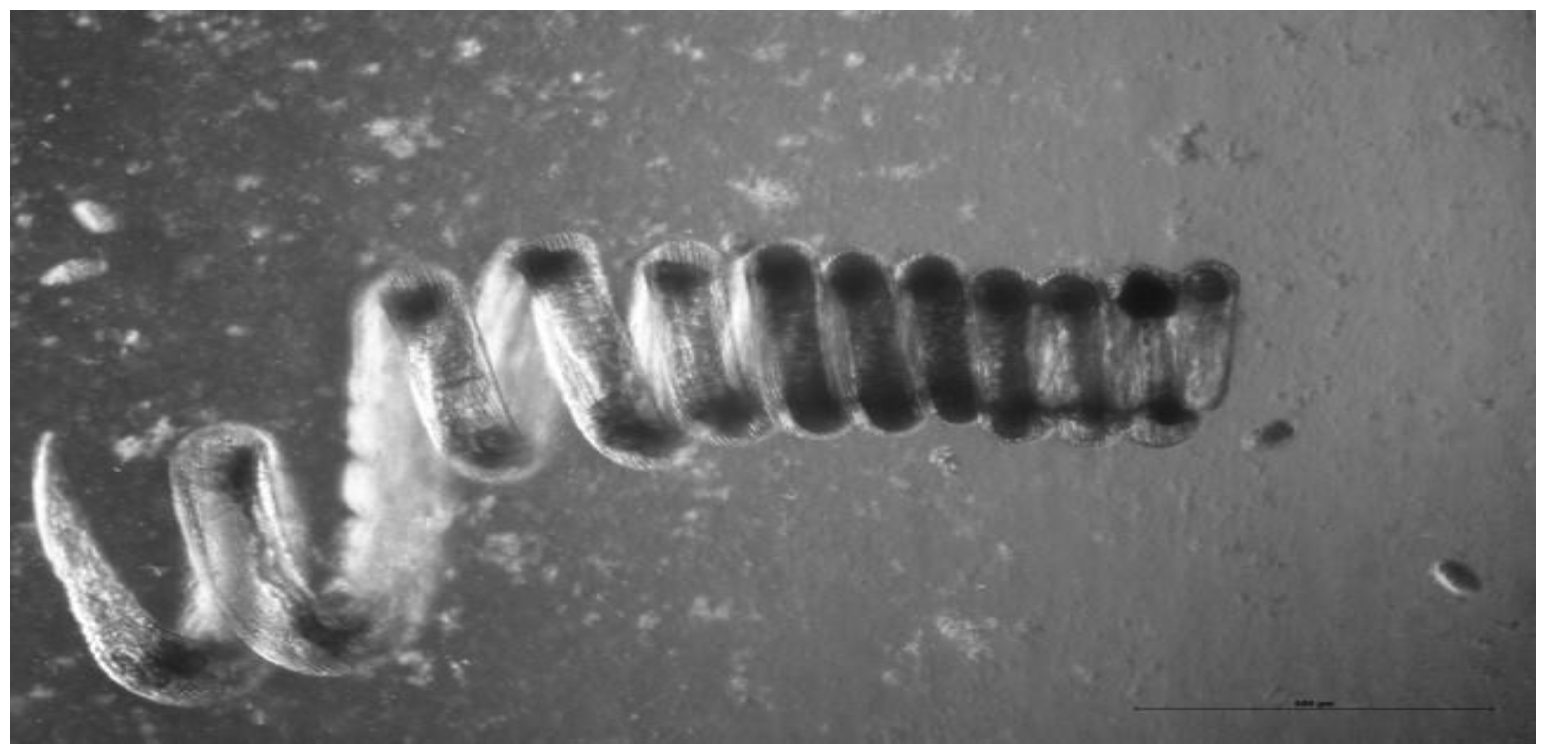 Samica nicienia jelitowego Heligmosomoides polygyrus