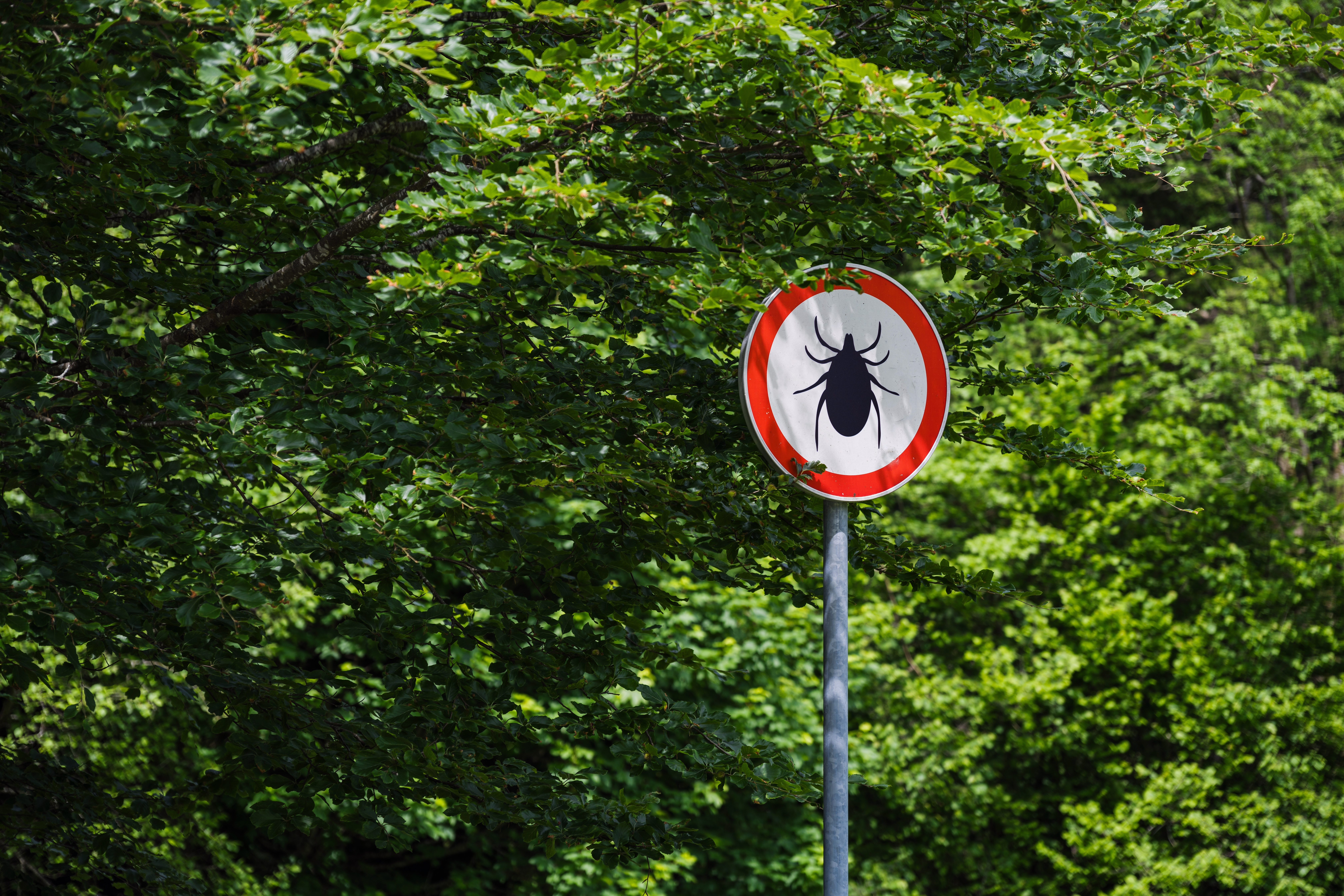 kleszcze, bolerioza, choroba z Lyme