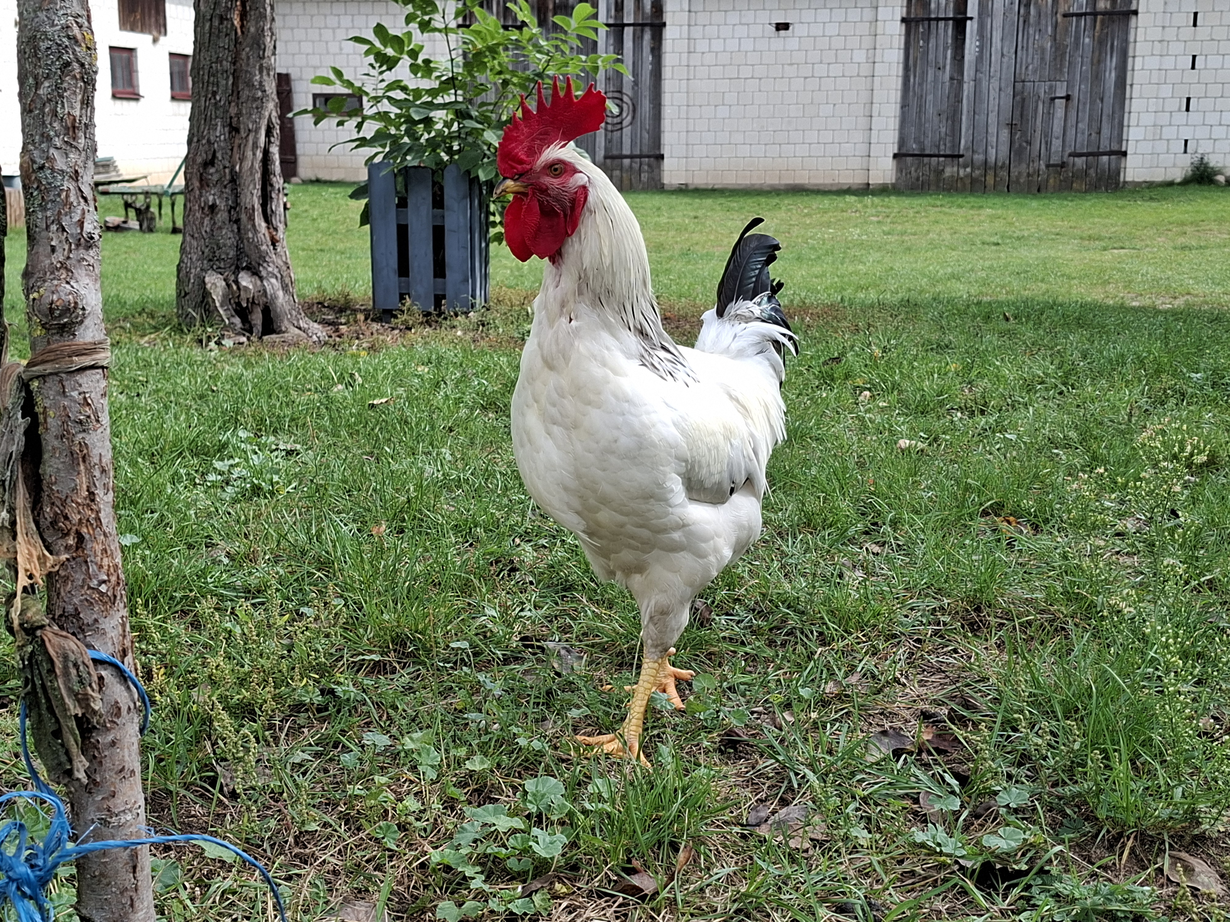 KSeF dla rolników – idzie rewolucja, która zapuka do gospodarstw już w 2026 roku!