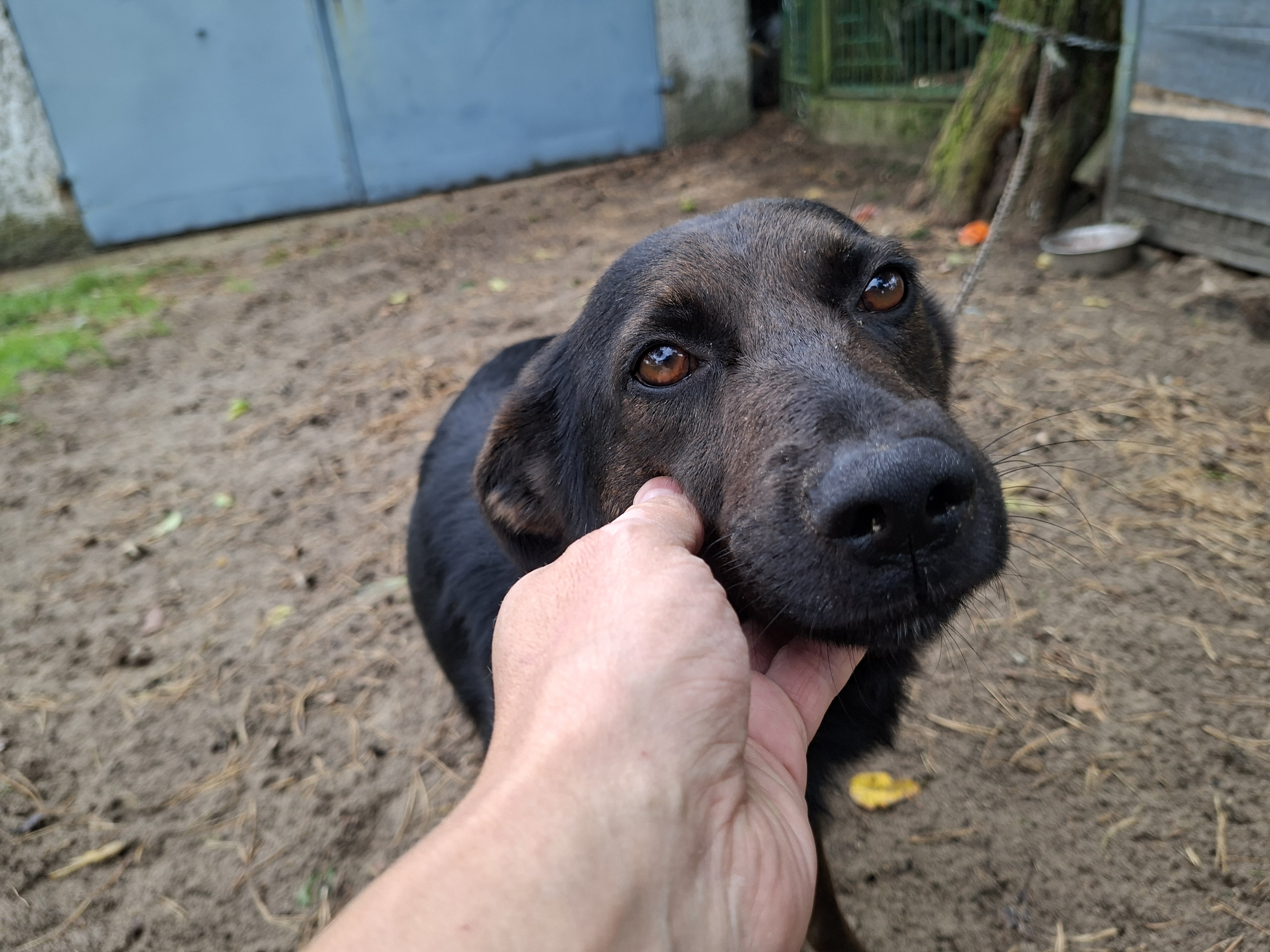 Zakaz trzymania psów na łańcuchach! Posłowie wprowadzają rewolucyjne zmiany – co czeka właścicieli czworonogów?