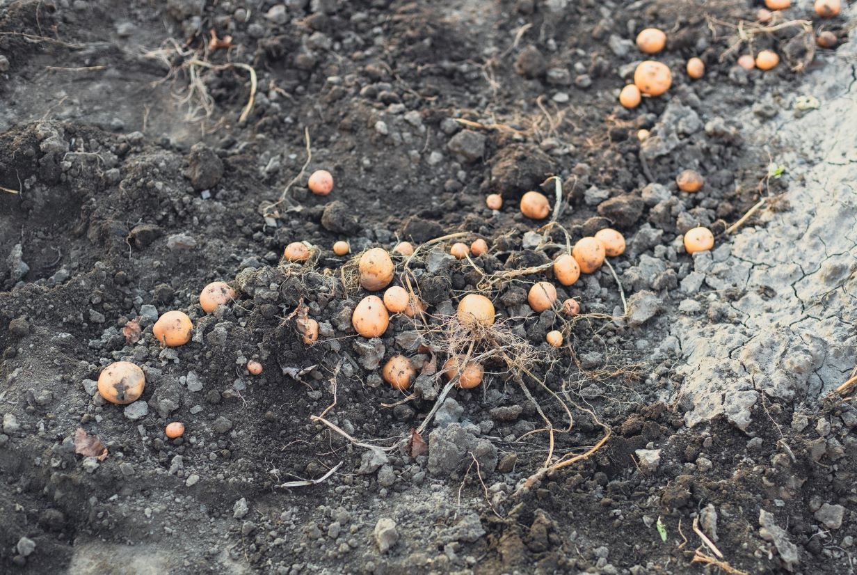 Nowość w sklepach. Mini-ziemniaki (nie więcej niż 28 milimetrów). Rząd uznał je za jadalne a nie odpad [projekt rozporządzenia]