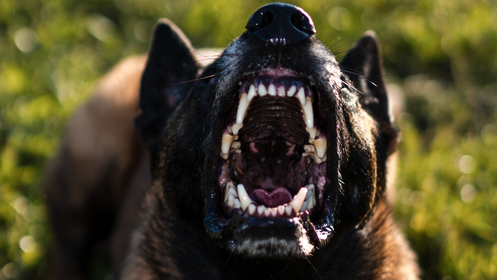 Przepadek psa i zakaz posiadania zwierząt dla właścicieli, którzy nie dopilnują swoich zwierząt. Nad zmianami pracuje Sejm