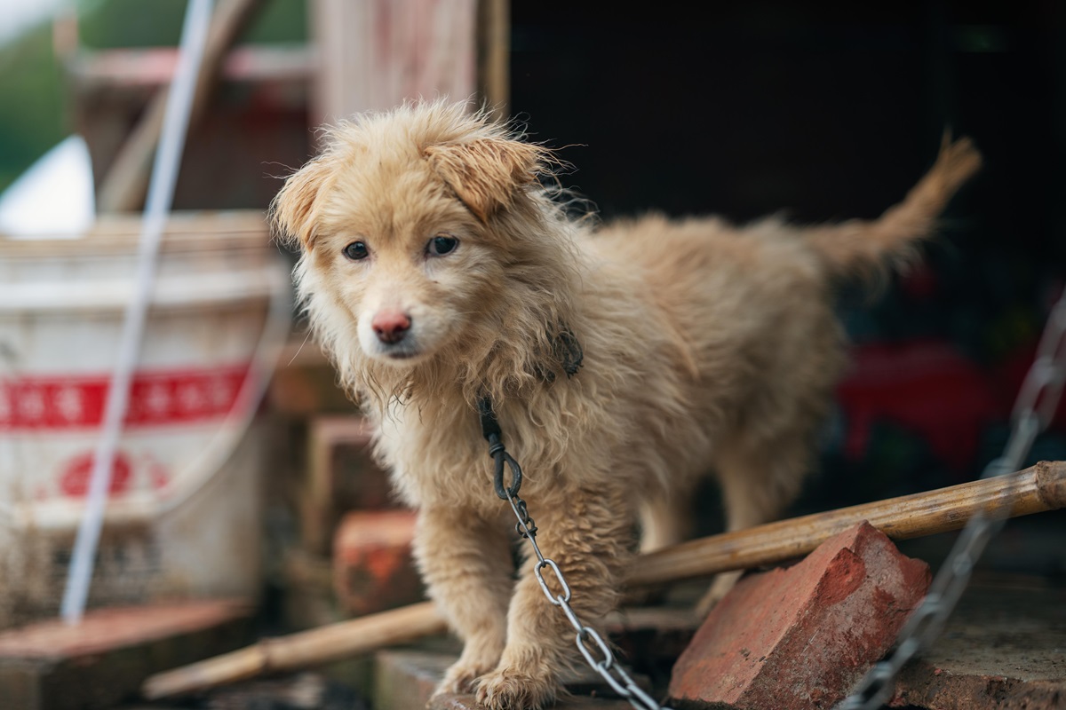 Ustawa łańcuchowa zawetowana przez Prezydenta Nawrockiego. Dlaczego?