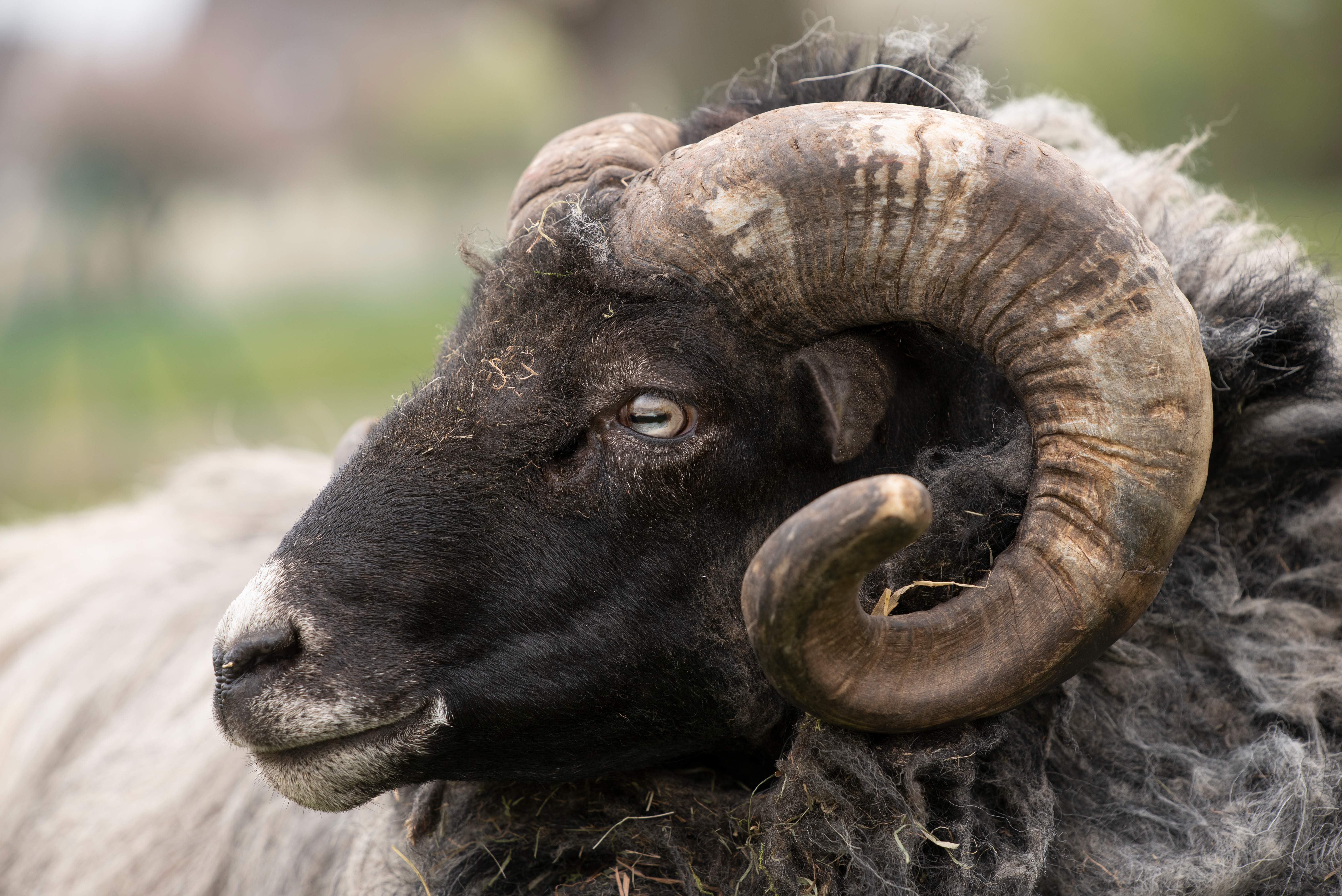 Nowa animaloterapia dla pacjentów. Zwierząt nie trzeba będzie głaskać ani przytulać