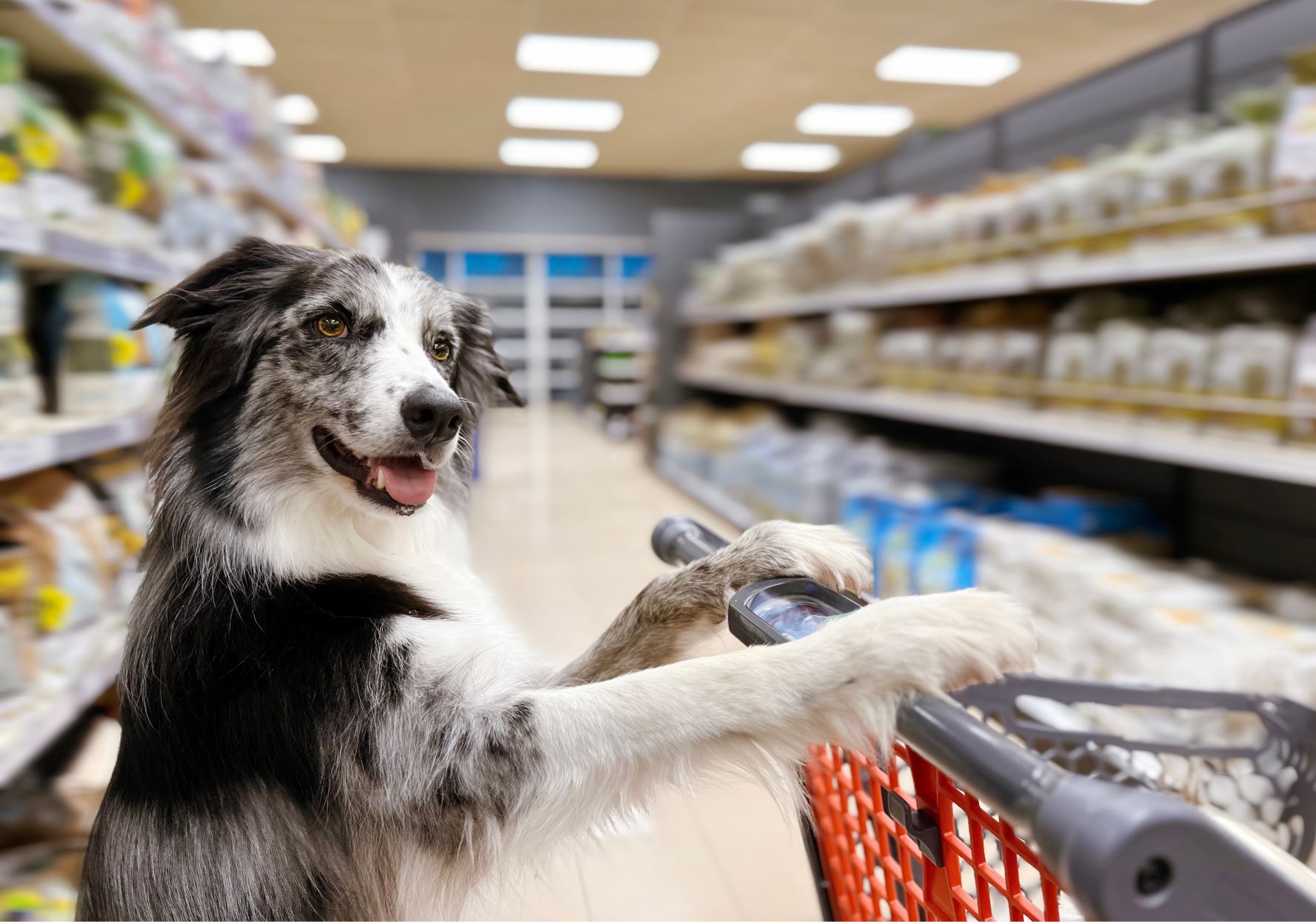 Pupile w sklepie i restauracji - co mówi prawo i GIS? Oto prawda, którą powinien znać każdy właściciel czworonoga!