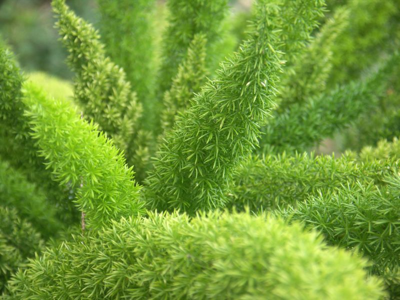 Asparagus Uprawa I Pielęgnacja Kwiaty Na Stanowisko Półcieniste